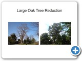 Large Oak Reduction